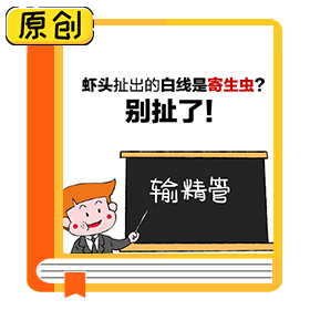 蝦頭扯出的白線是寄生蟲？別扯了！ (3)